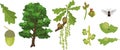 Botanical illustration with Oak tree, branch with female and male flowers, acorn, green leaf, oak apple gall and wasp